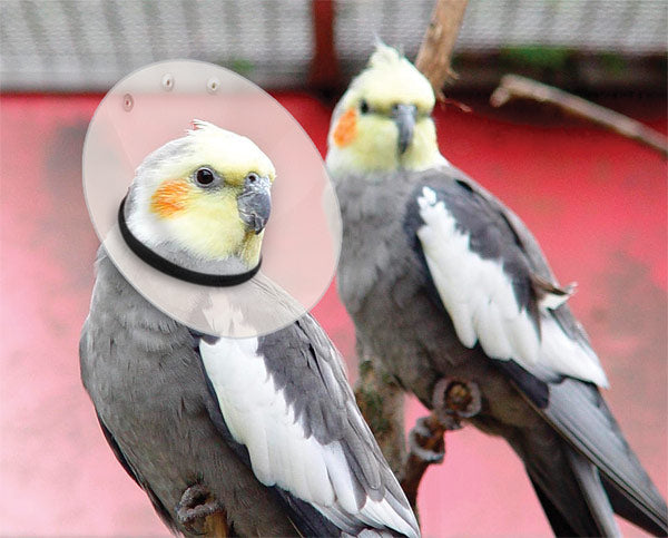 Bird elizabethan collar best sale